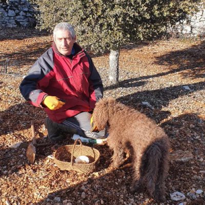 recherche au pied des plants truffiers de truffe du Périgord